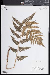 Dryopteris clintoniana image
