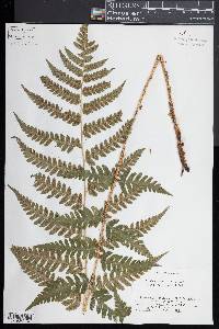 Dryopteris clintoniana image