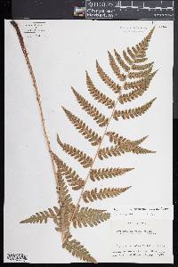 Dryopteris clintoniana image