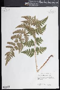 Dryopteris clintoniana image