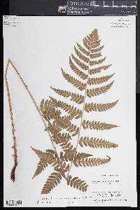 Dryopteris clintoniana image