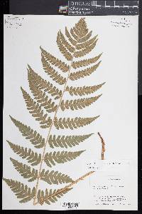 Dryopteris clintoniana image