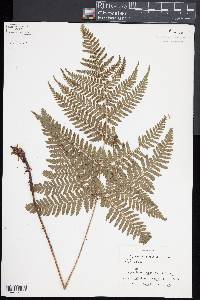 Dryopteris formosana image
