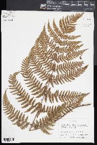 Dryopteris formosana image