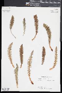 Dryopteris fragrans image