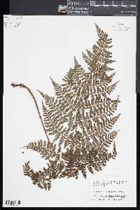 Dryopteris glabra image