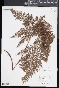 Dryopteris hawaiiensis image