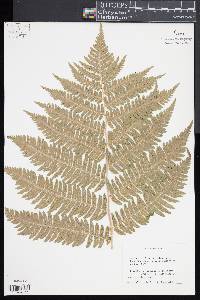 Dryopteris goldieana image