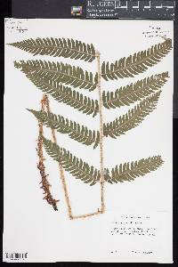 Dryopteris goldieana image