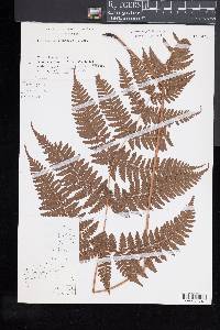 Dryopteris gymnosora image