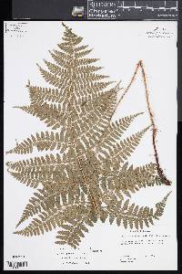 Dryopteris hawaiiensis image