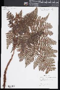 Dryopteris hawaiiensis image