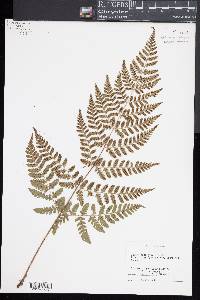 Dryopteris hondoensis image