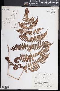 Dryopteris indusiata image