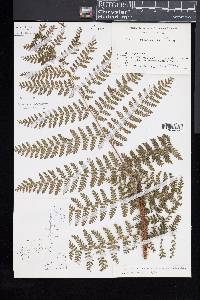 Dryopteris maximowicziana image