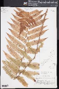 Dryopteris monticola image