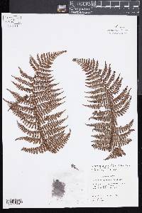 Dryopteris unidentata image