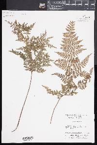 Dryopteris glabra image