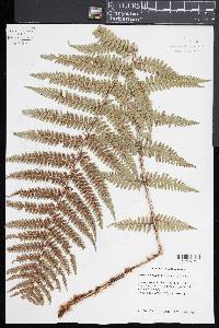 Dryopteris pseudo-filix-mas image