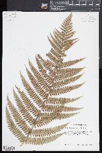 Dryopteris pseudo-filix-mas image