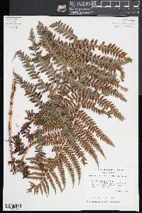 Dryopteris pseudo-filix-mas image