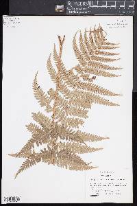 Dryopteris pseudo-filix-mas image