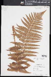 Dryopteris pseudo-filix-mas image