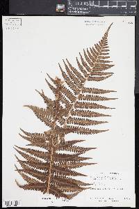 Dryopteris pseudo-filix-mas image