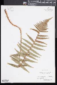 Dryopteris pseudo-filix-mas image