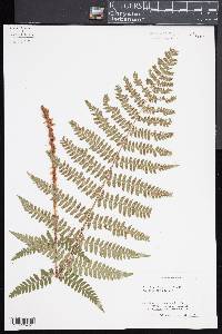 Dryopteris remota image