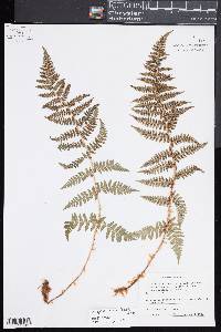 Dryopteris mindshelkensis image