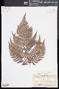 Dryopteris unidentata image