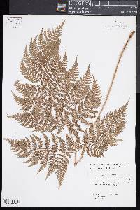 Dryopteris unidentata image