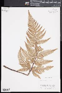 Dryopteris varia image