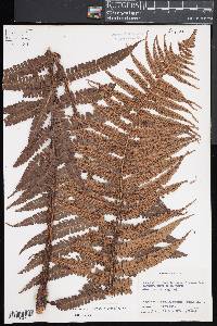 Dryopteris wallichiana image