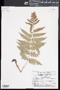 Dryopteris x australis image