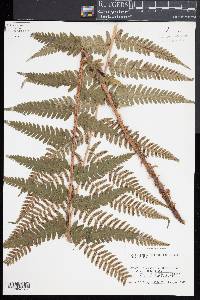 Dryopteris x australis image