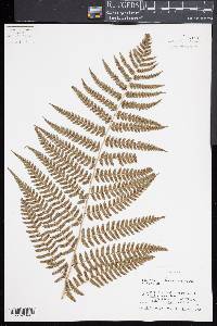 Dryopteris x australis image