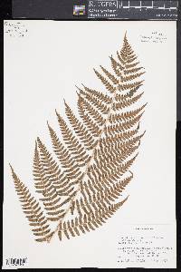 Dryopteris x australis image