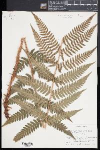 Dryopteris x australis image