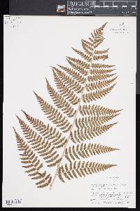 Dryopteris x australis image