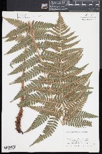 Dryopteris x australis image