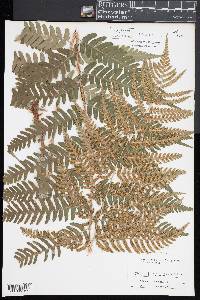 Dryopteris x australis image