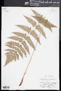 Dryopteris x benedictii image