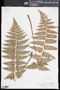 Dryopteris × boottii image