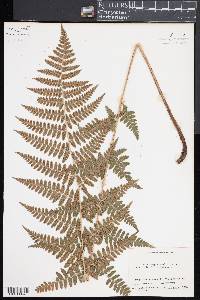 Dryopteris × boottii image