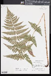 Dryopteris × boottii image