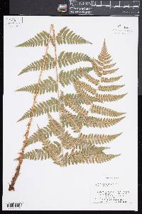 Dryopteris x dowellii image