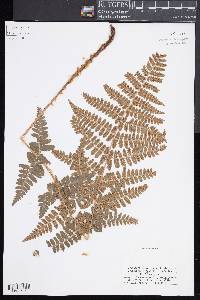 Dryopteris x dowellii image