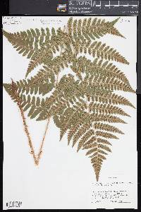 Dryopteris x dowellii image